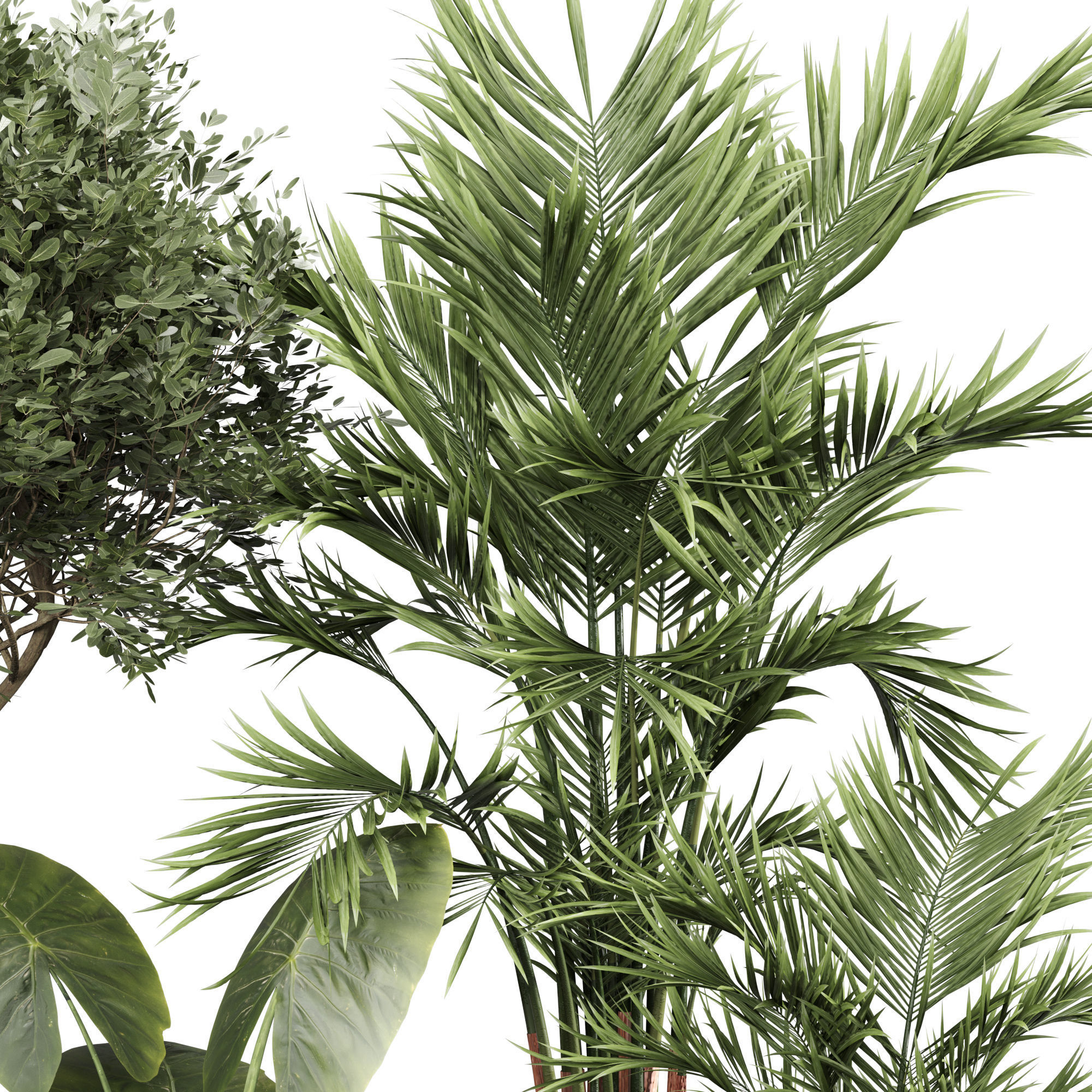 Indoor Plant Set 010 3D model_3