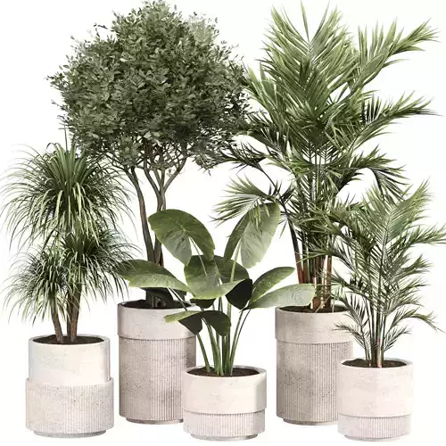 Indoor Plant Set 010
