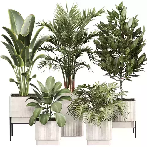 Indoor Plant Set 011