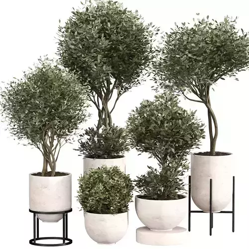 Indoor Plant Set 012