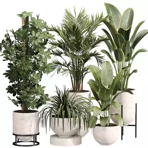 Indoor Plant Set 013