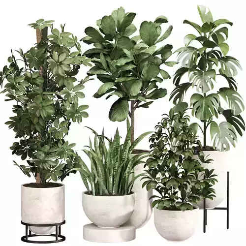 Indoor Plant Set 014