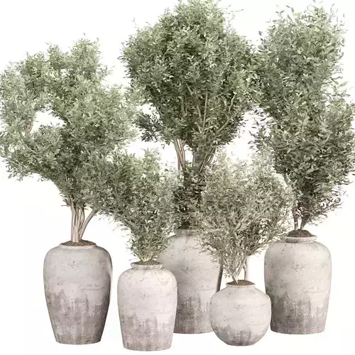 Indoor Plant Set 015