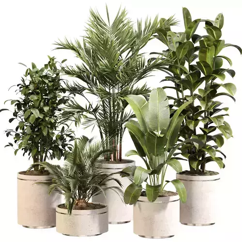 Indoor Plant Set 020