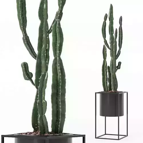 Euphorbia candelabrum cactus in modern flower pot
