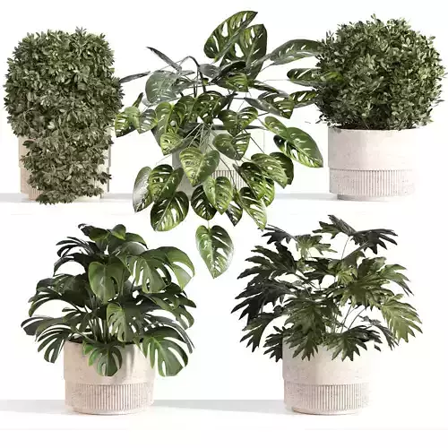 Indoor Plant Set 022