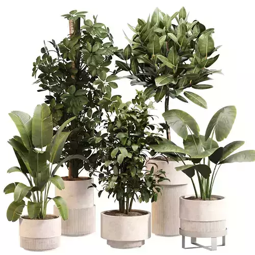 Indoor Plant Set  024