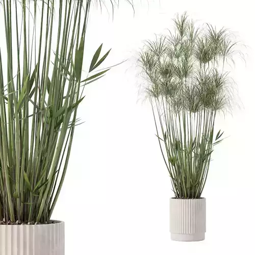 Cyperus nofretete in modern flower pot