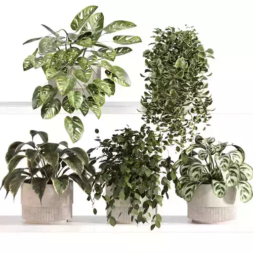 Indoor Plant Set 025