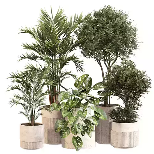 Indoor Plant Set 026