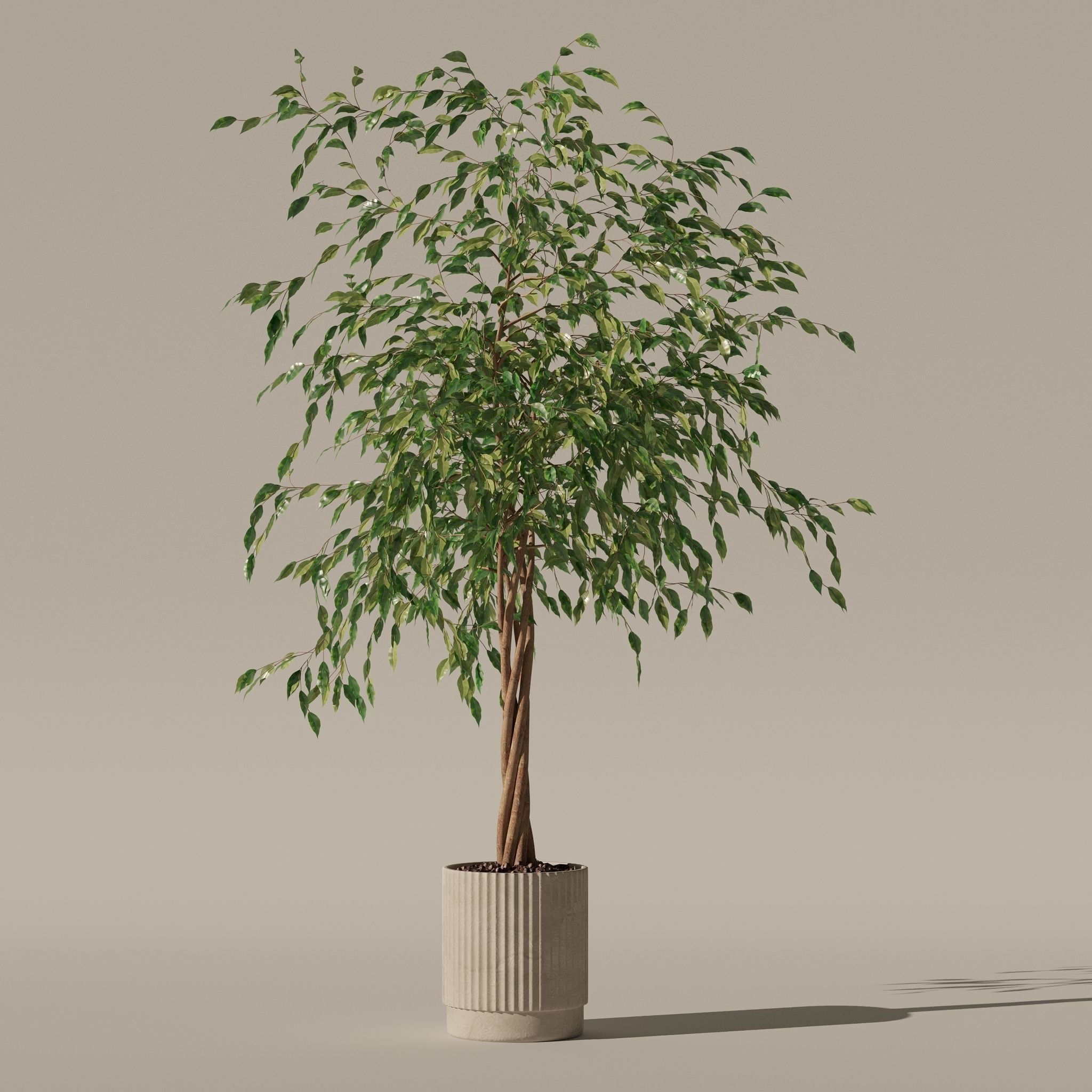 Ficus benjamina in modern flower pot 3D model_12