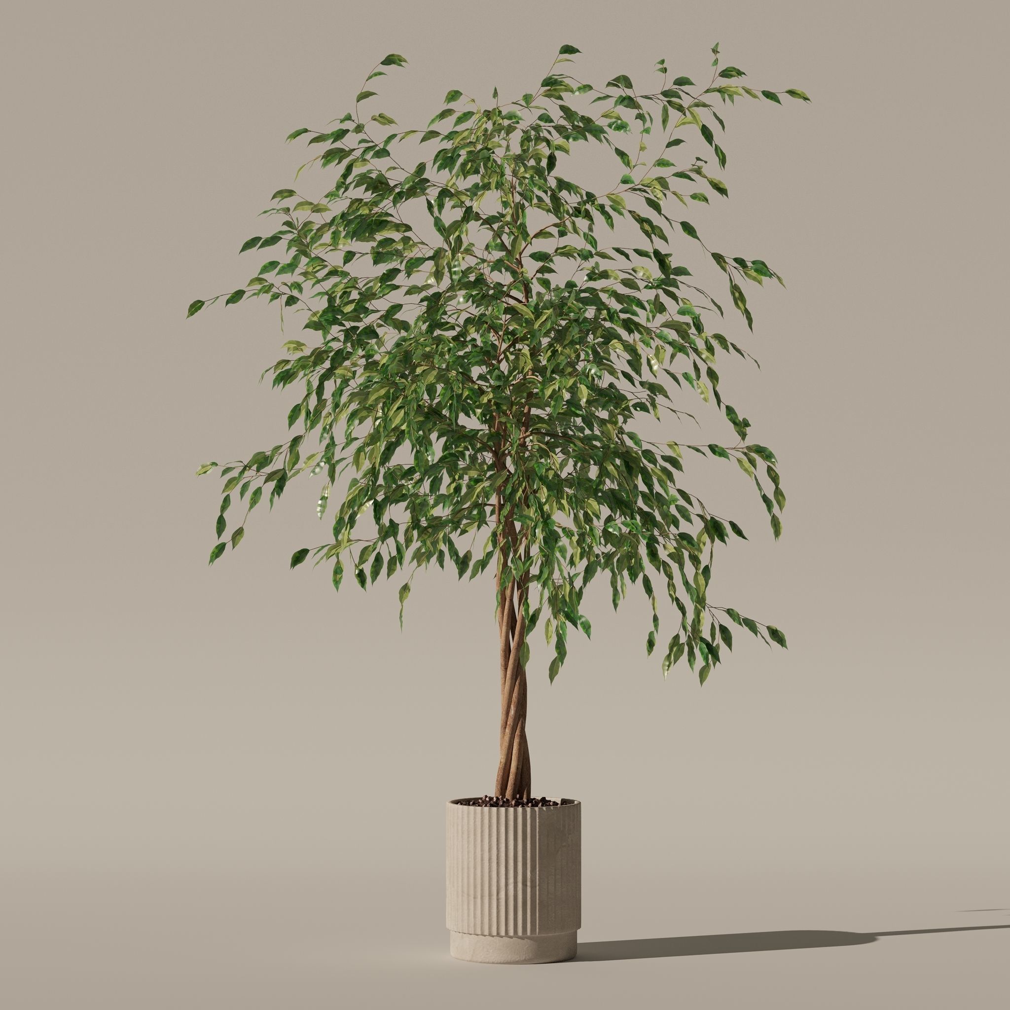 Ficus benjamina in modern flower pot 3D model_20
