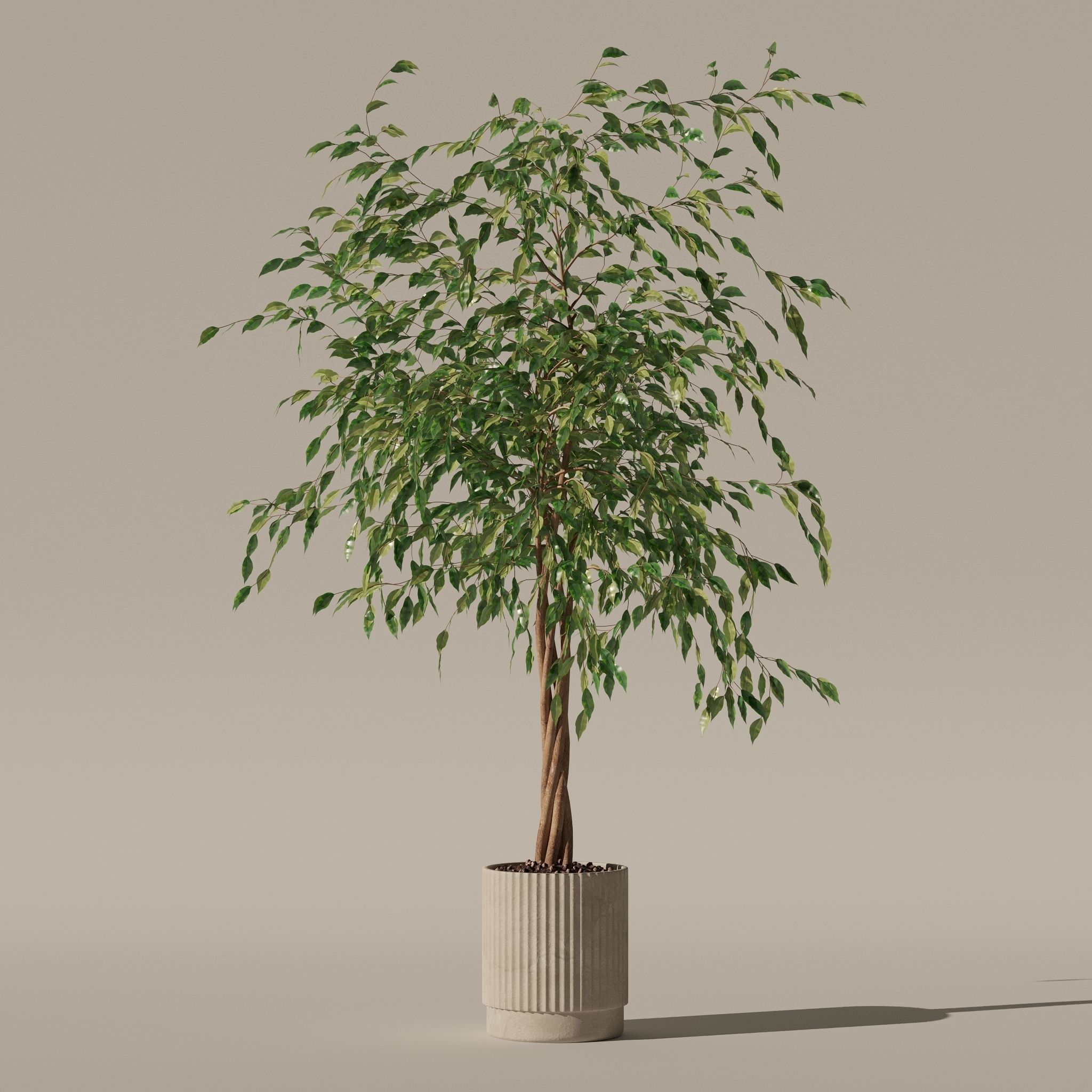 Ficus benjamina in modern flower pot 3D model_7