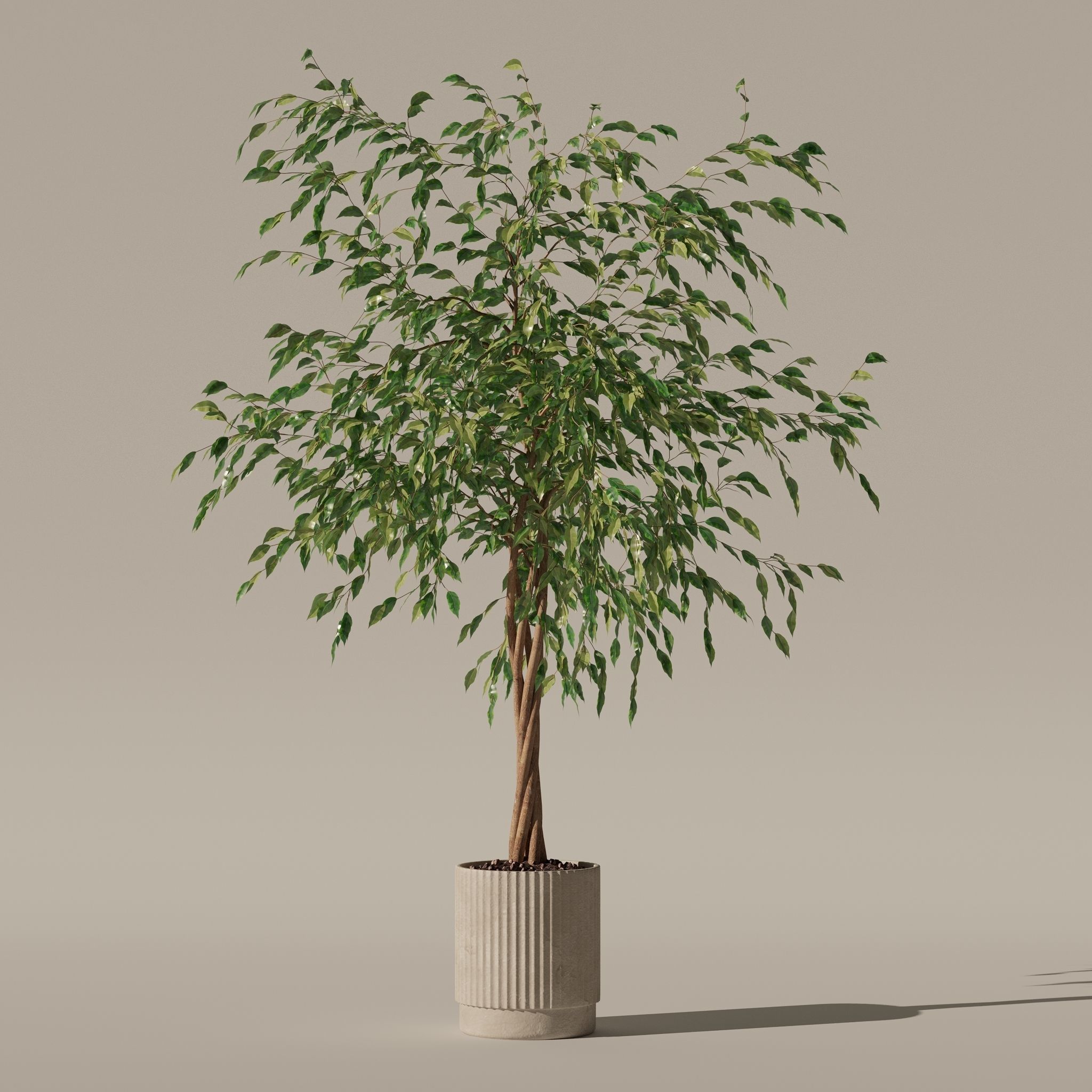 Ficus benjamina in modern flower pot 3D model_18