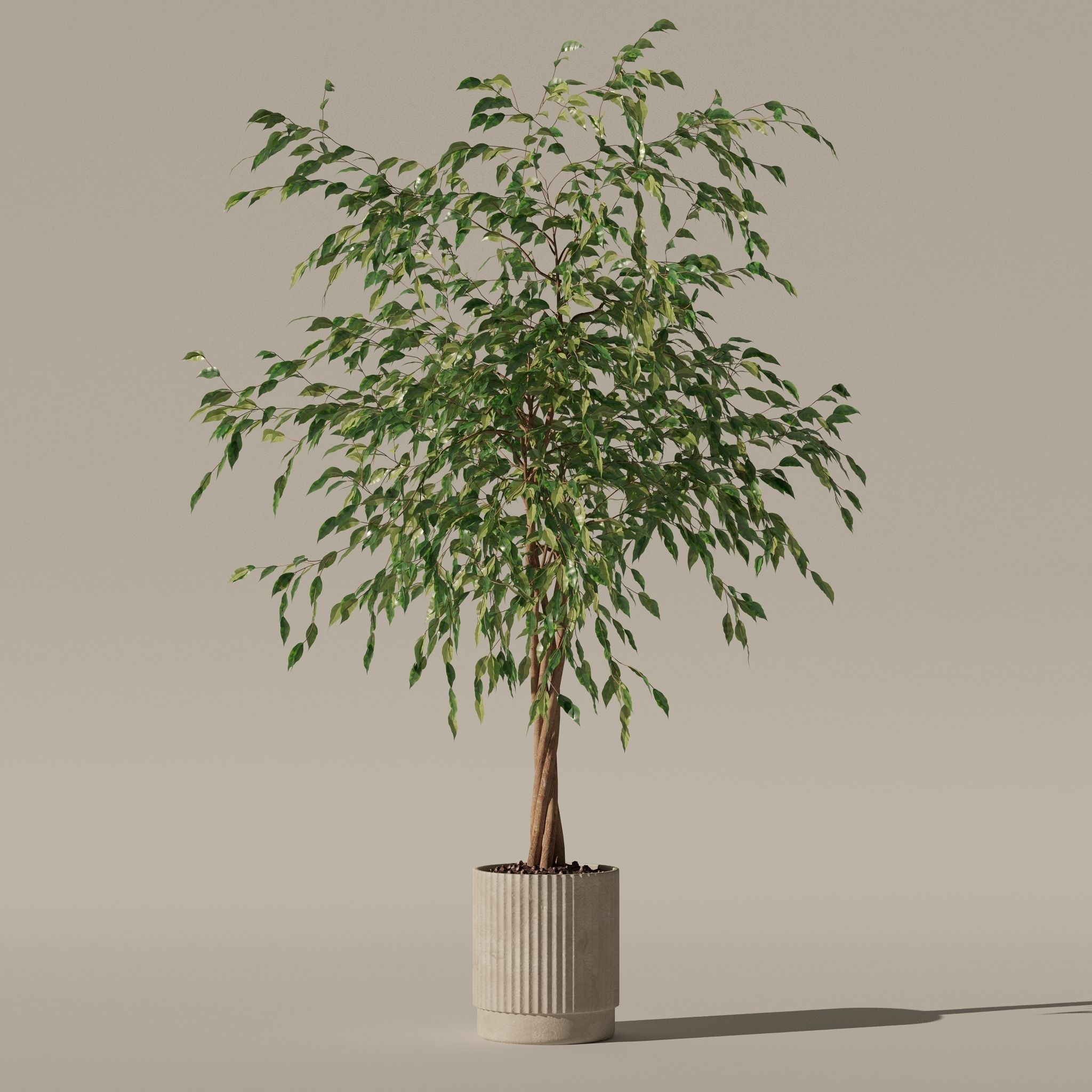 Ficus benjamina in modern flower pot 3D model_26