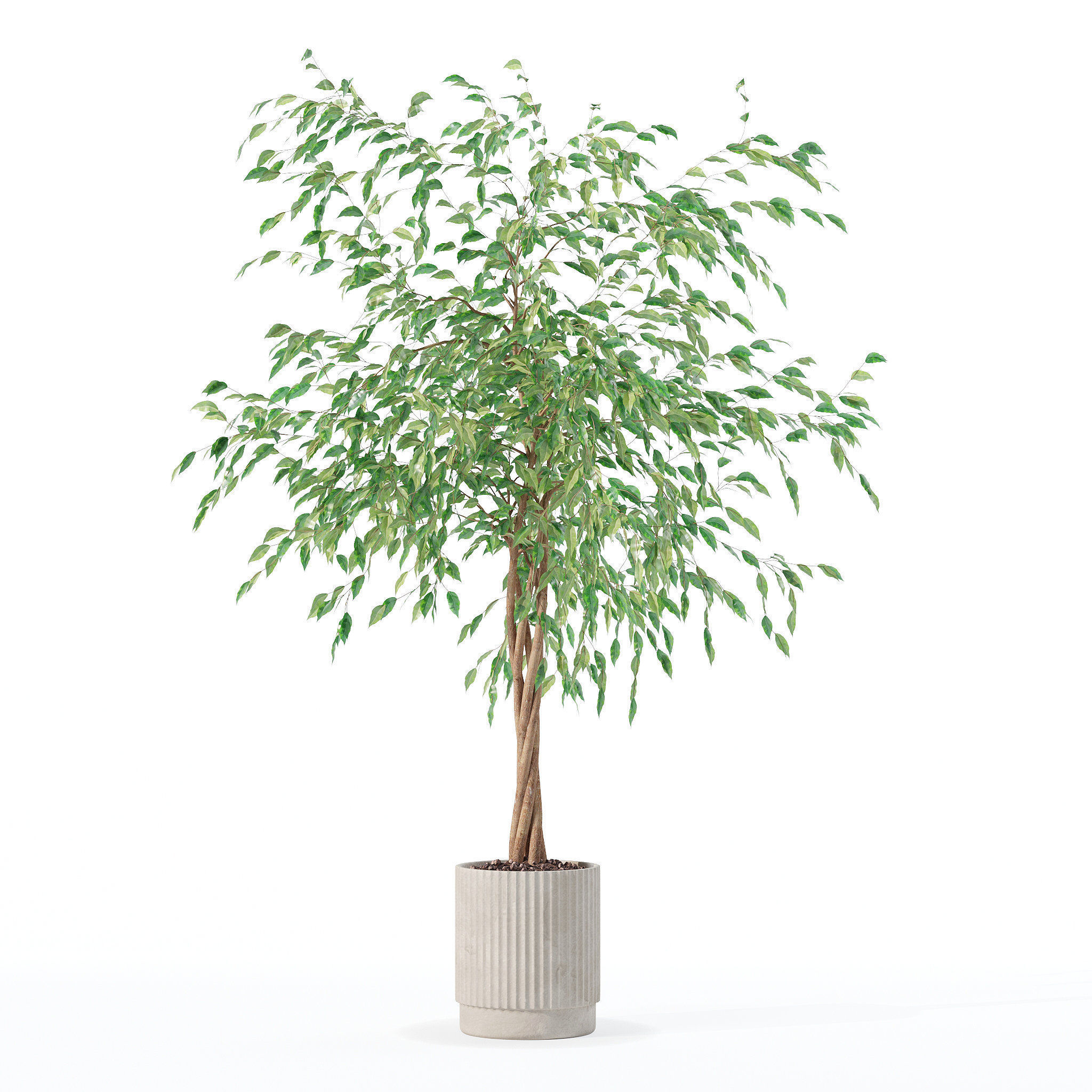 Ficus benjamina in modern flower pot 3D model_1