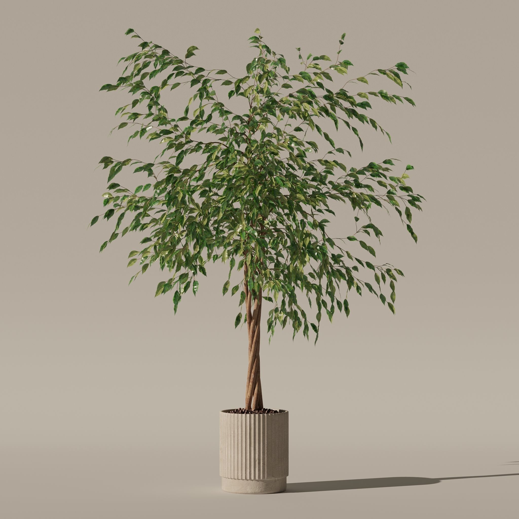 Ficus benjamina in modern flower pot 3D model_17