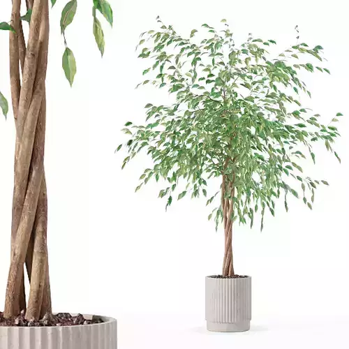 Ficus benjamina in modern flower pot 3D model