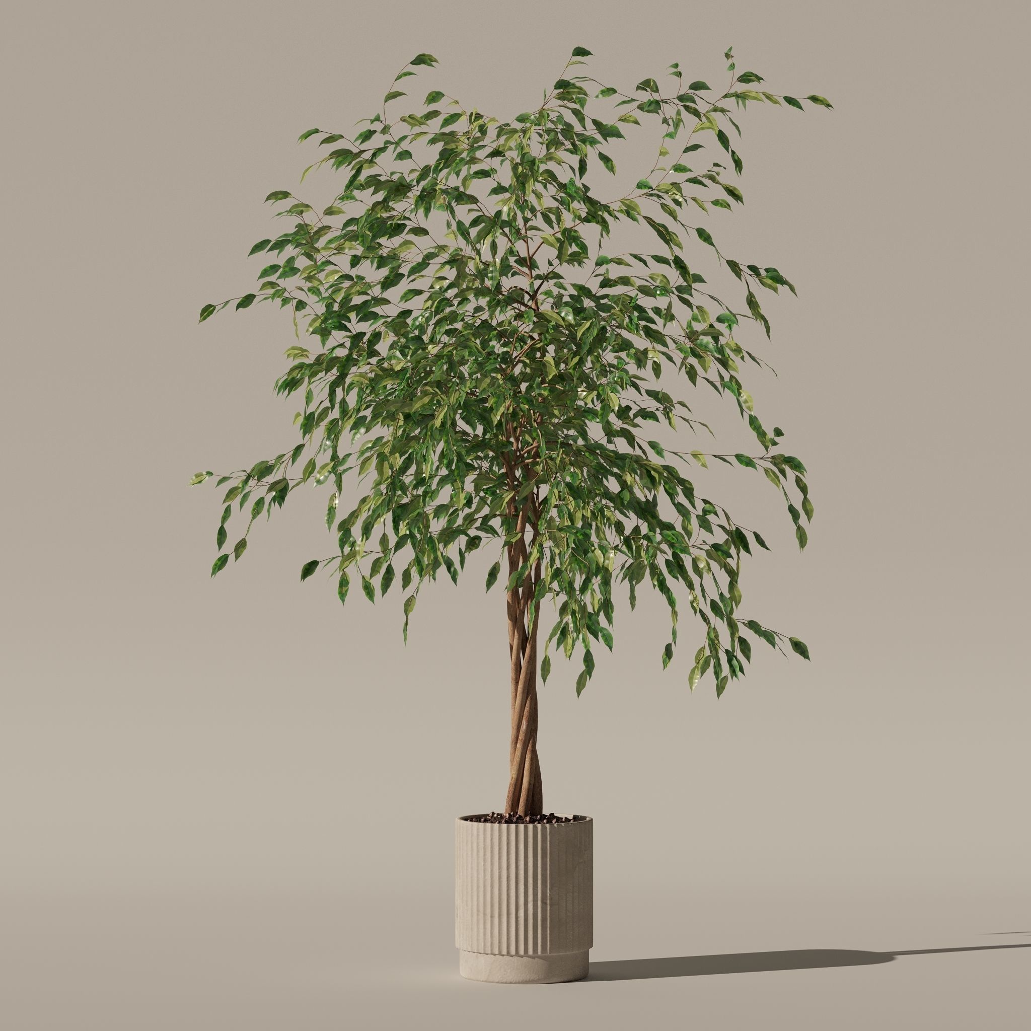 Ficus benjamina in modern flower pot 3D model_21