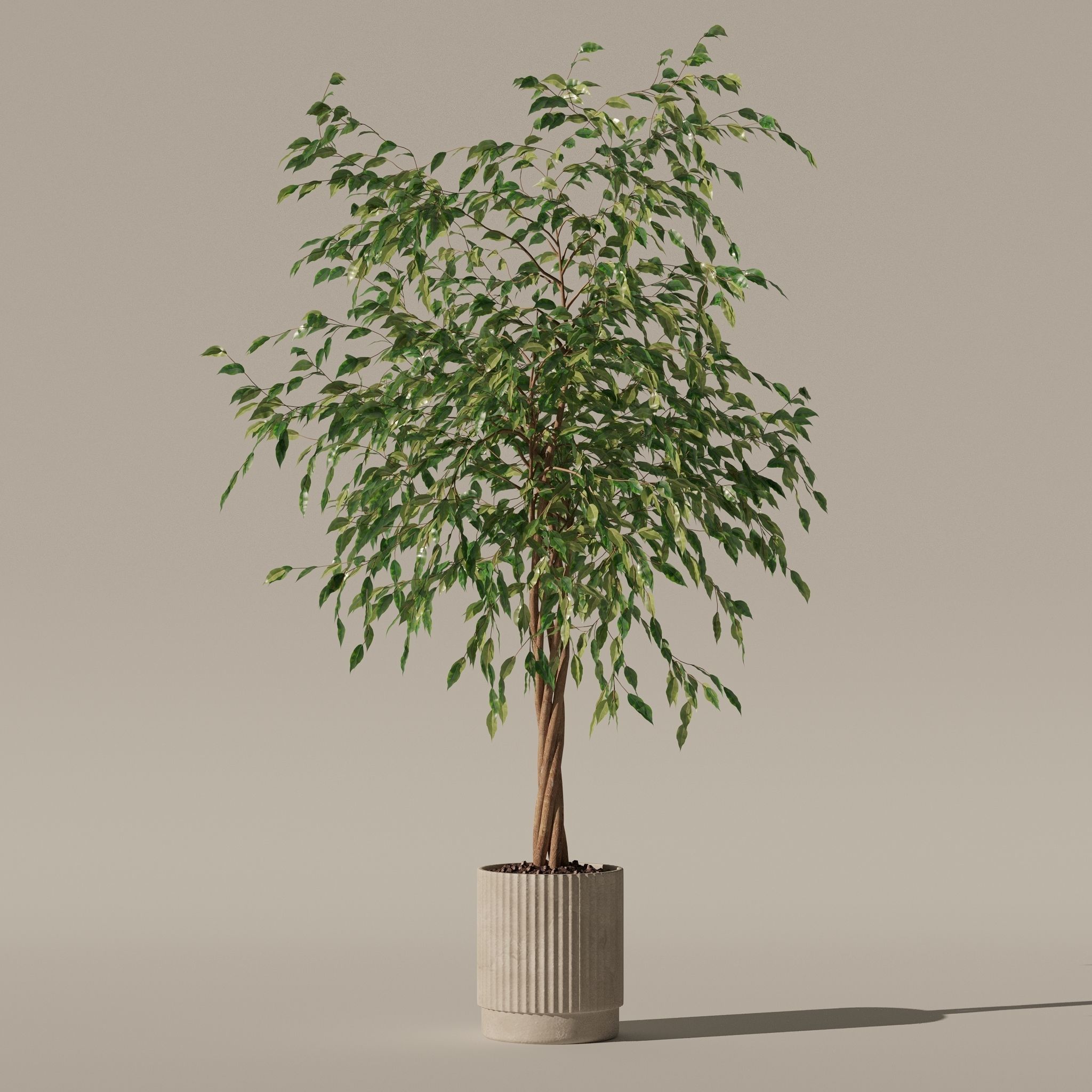 Ficus benjamina in modern flower pot 3D model_14