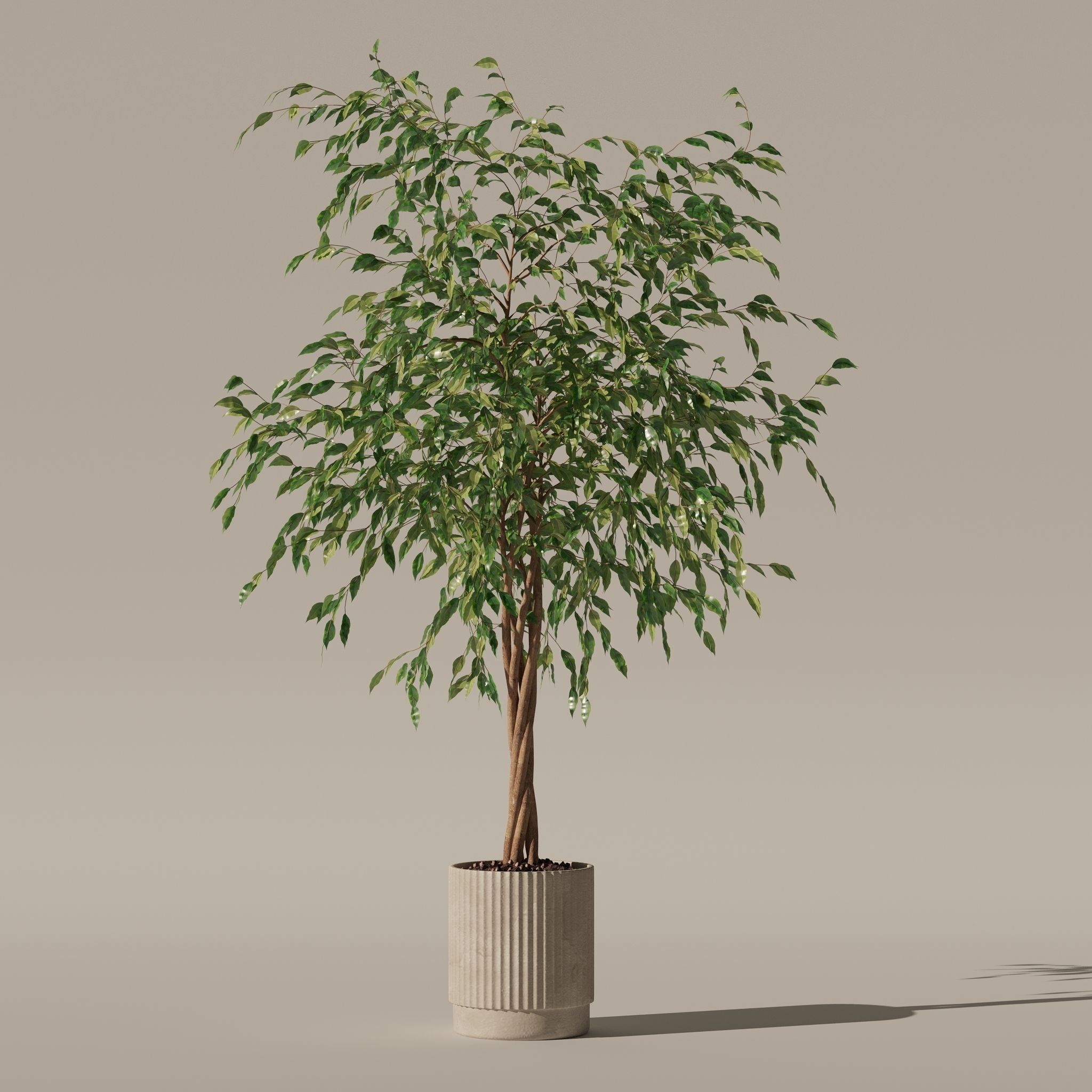 Ficus benjamina in modern flower pot 3D model_29