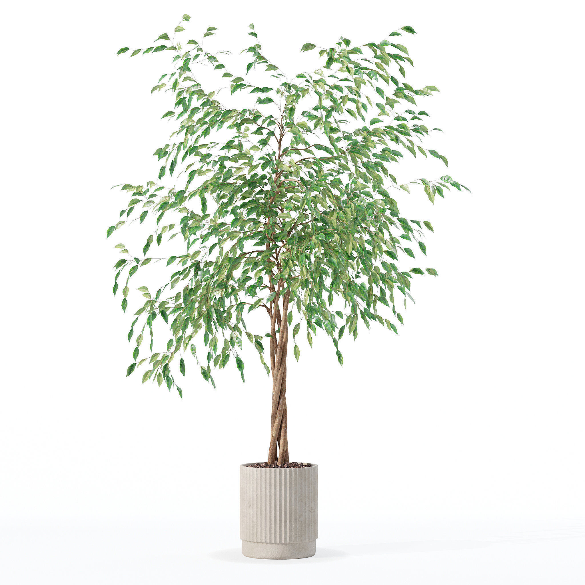 Ficus benjamina in modern flower pot 3D model_3