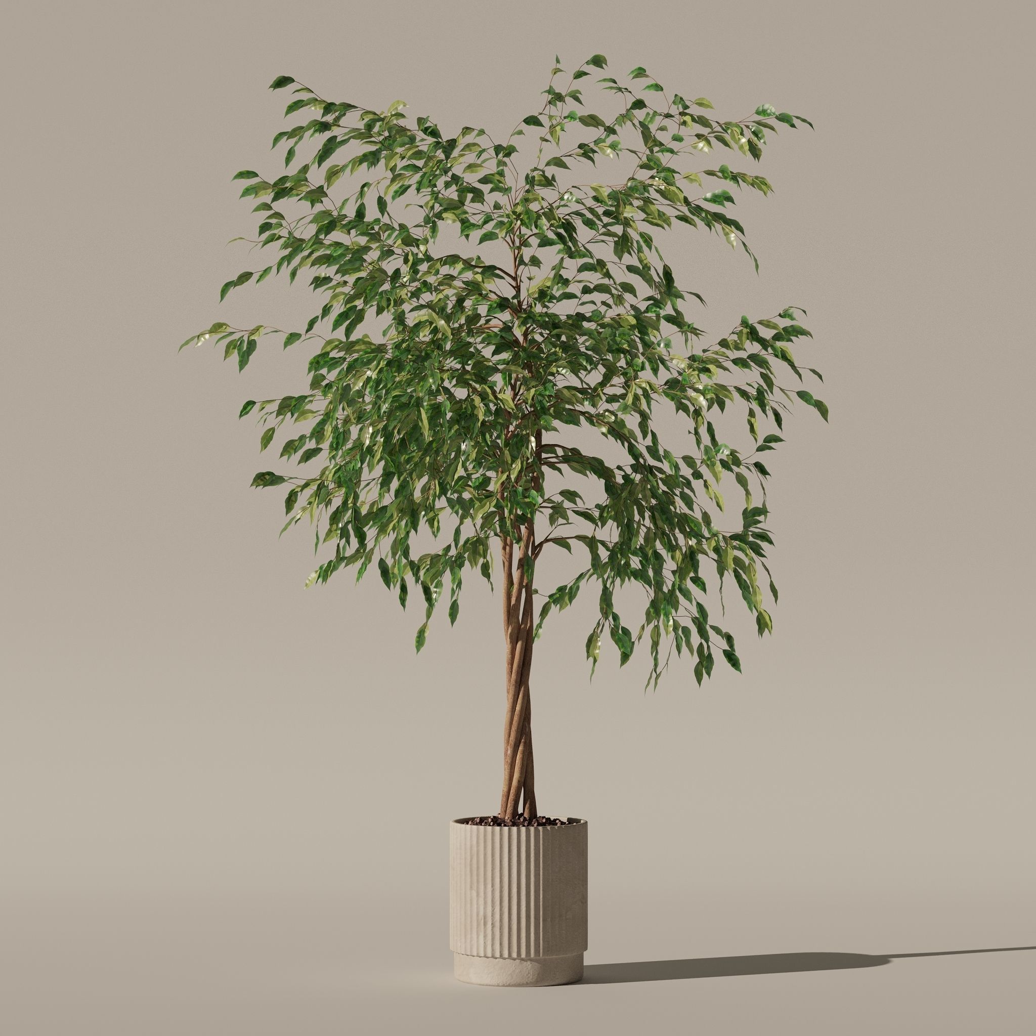 Ficus benjamina in modern flower pot 3D model_15