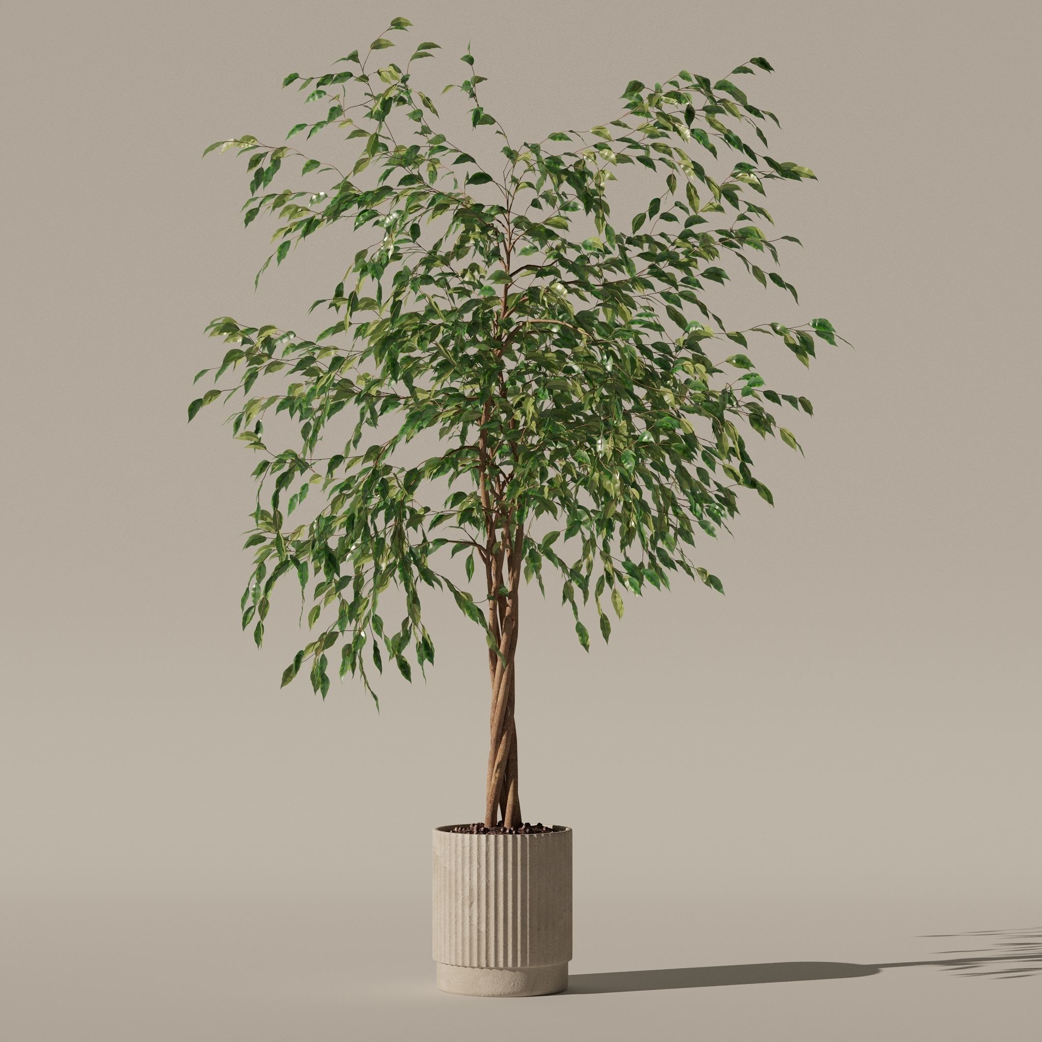 Ficus benjamina in modern flower pot 3D model_27