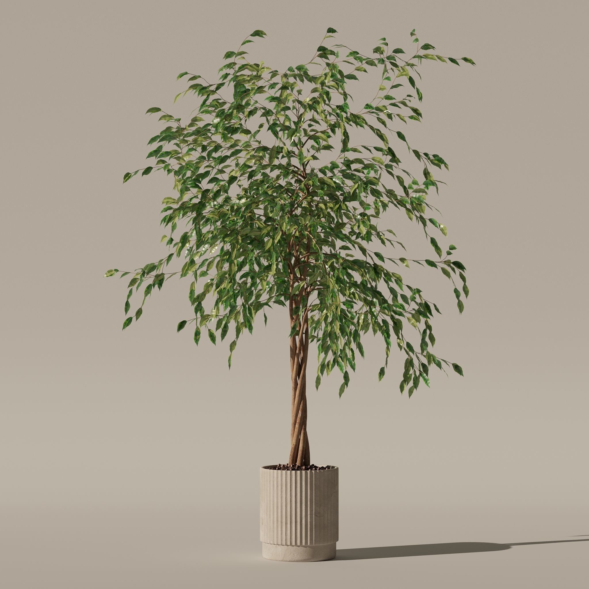 Ficus benjamina in modern flower pot 3D model_10