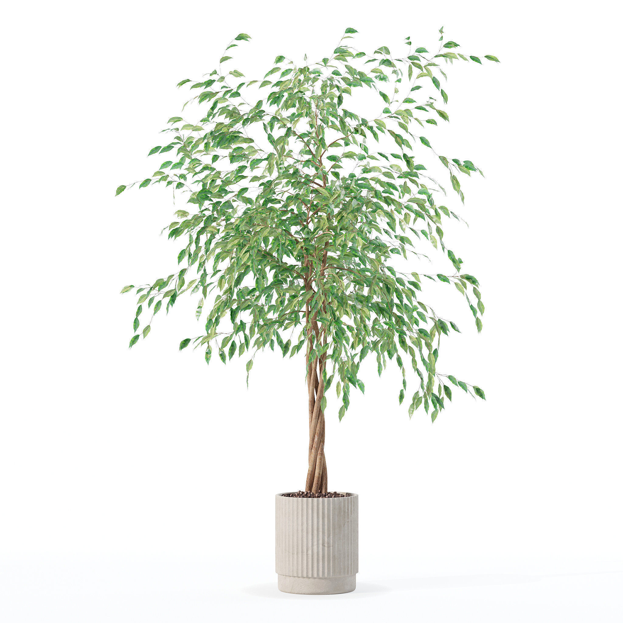 Ficus benjamina in modern flower pot 3D model_4