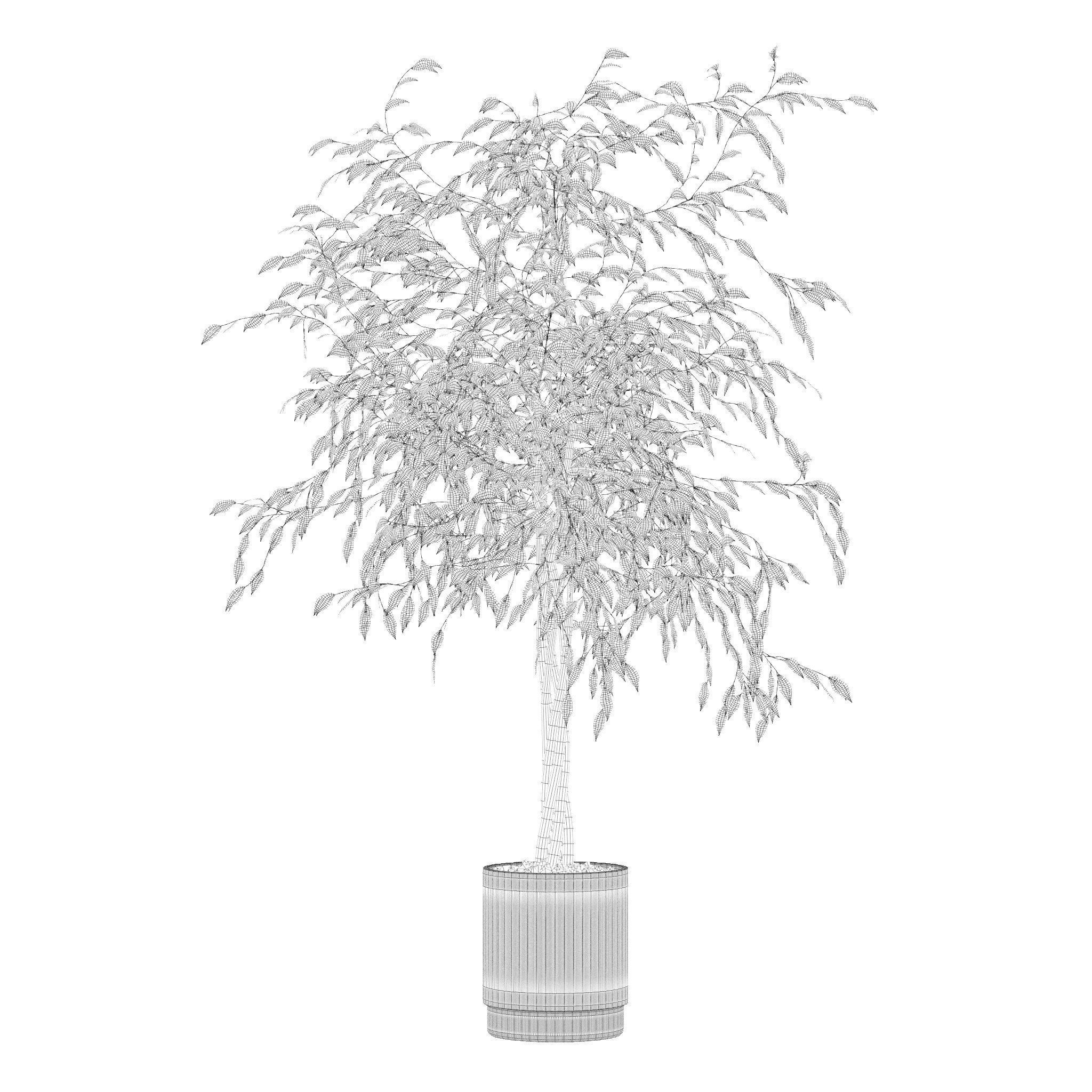 Ficus benjamina in modern flower pot 3D model_2