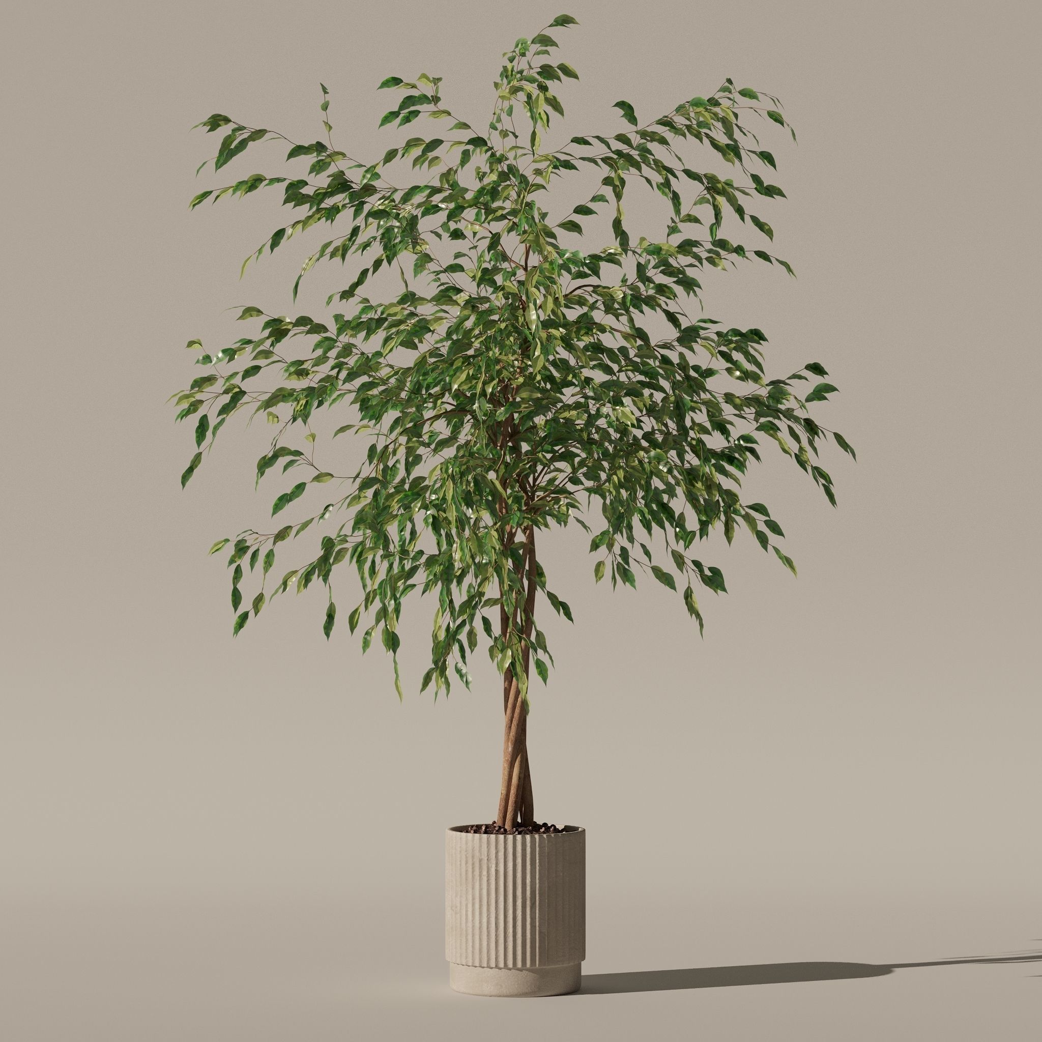 Ficus benjamina in modern flower pot 3D model_11
