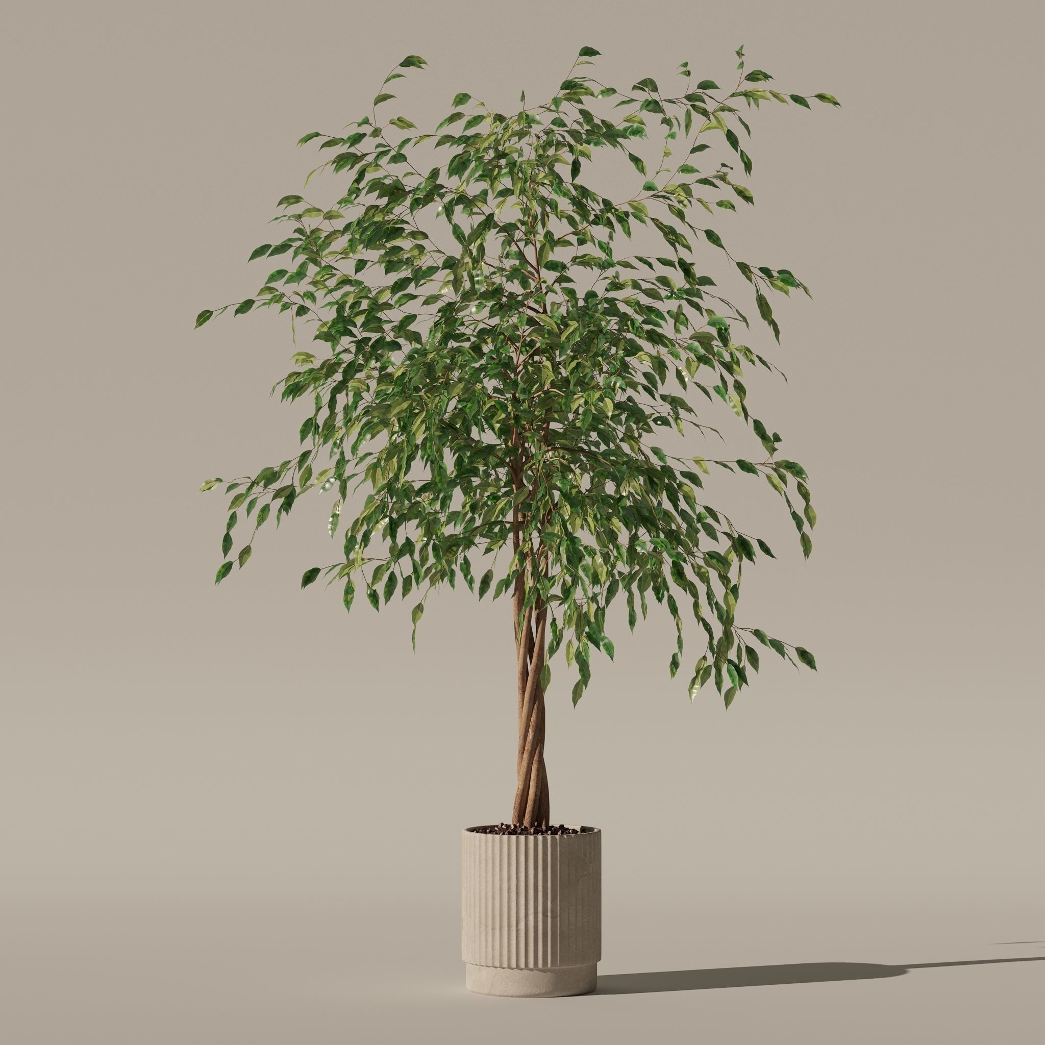 Ficus benjamina in modern flower pot 3D model_23