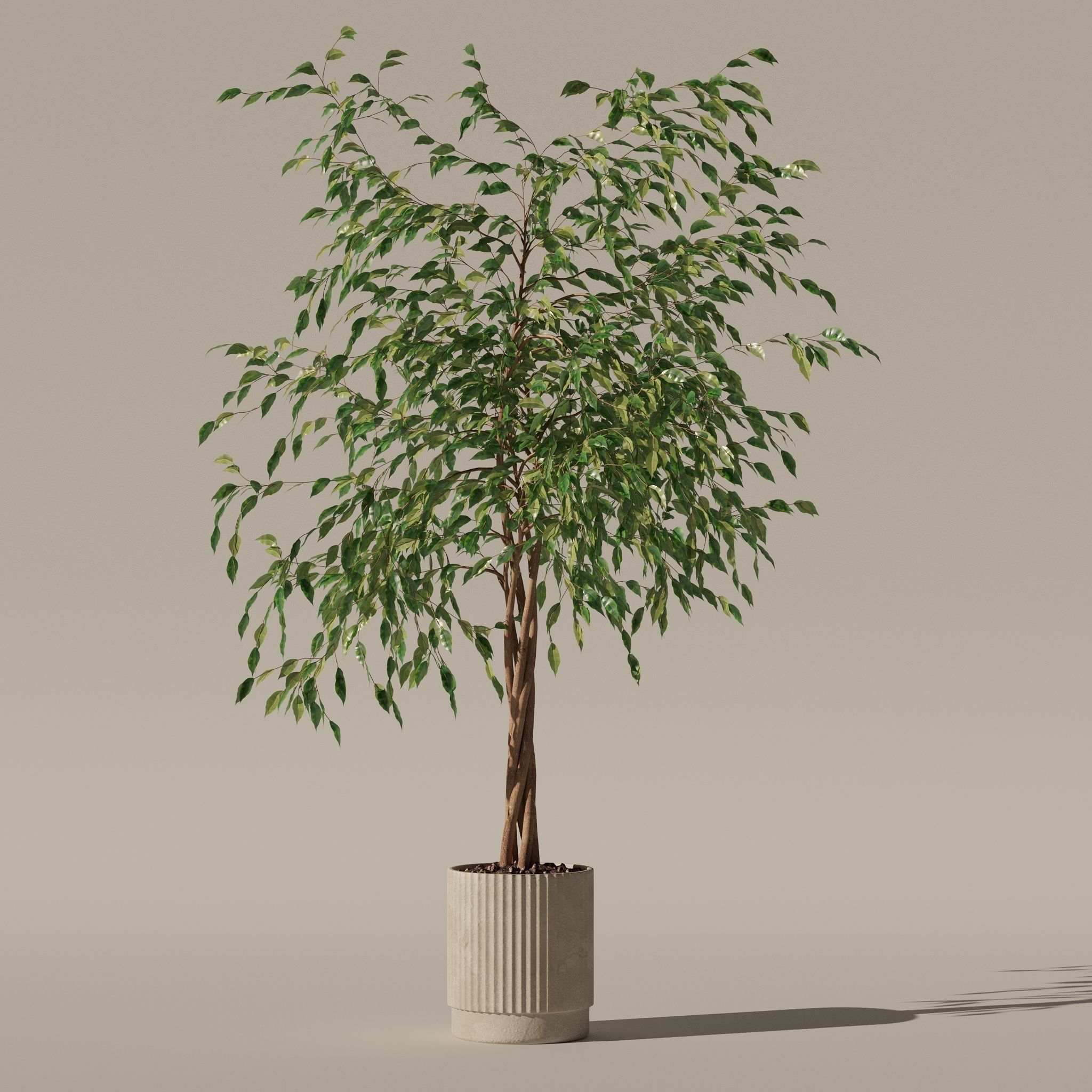 Ficus benjamina in modern flower pot 3D model_16