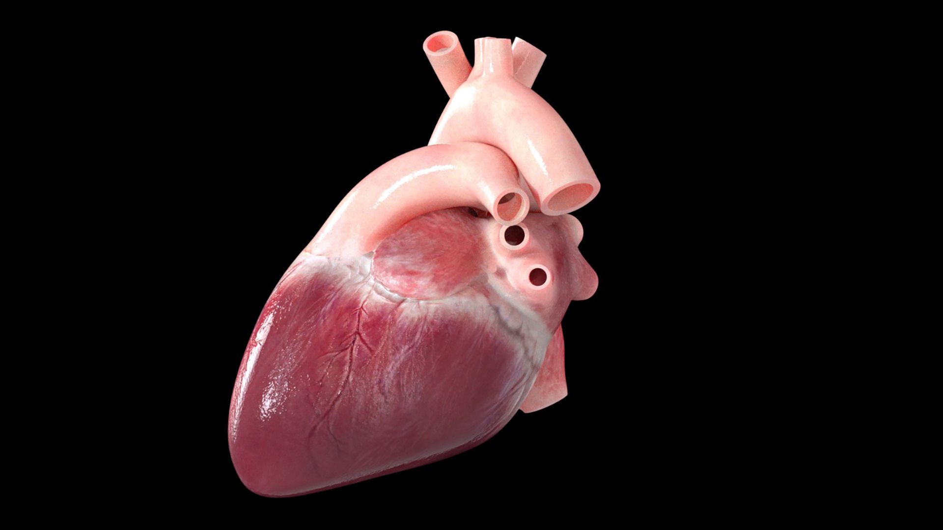 Heart Low-poly 3D model_3