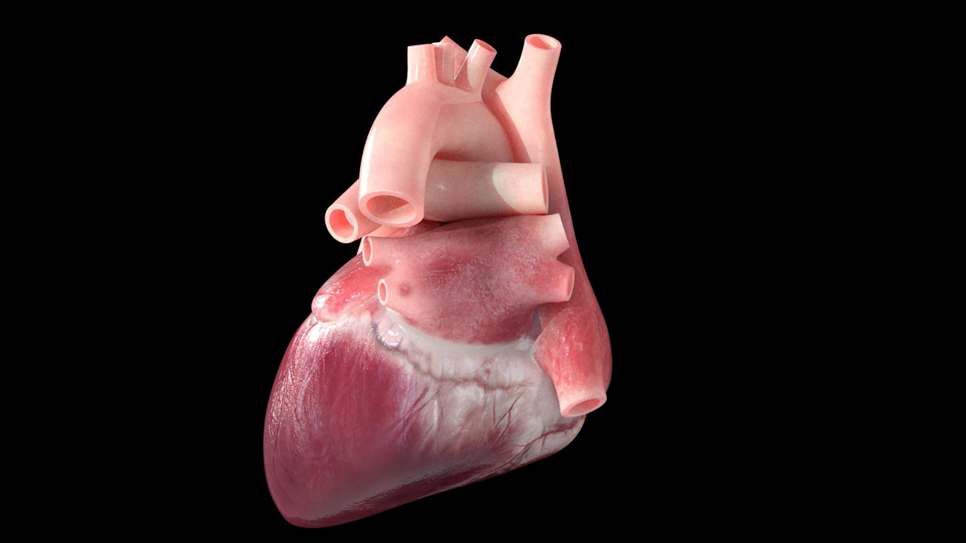 Heart Low-poly 3D model_2