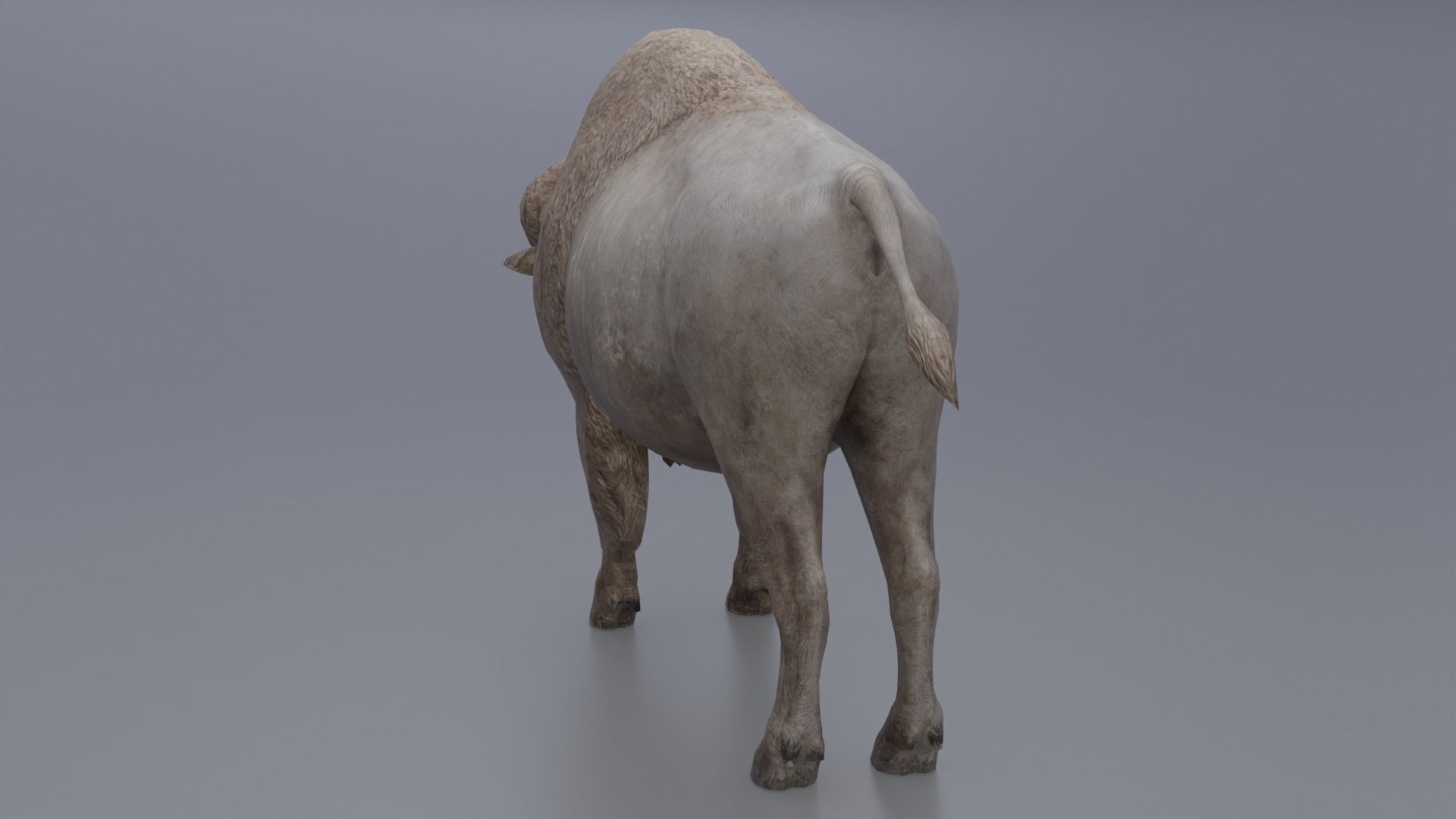 Bison Low-poly 3D model_5
