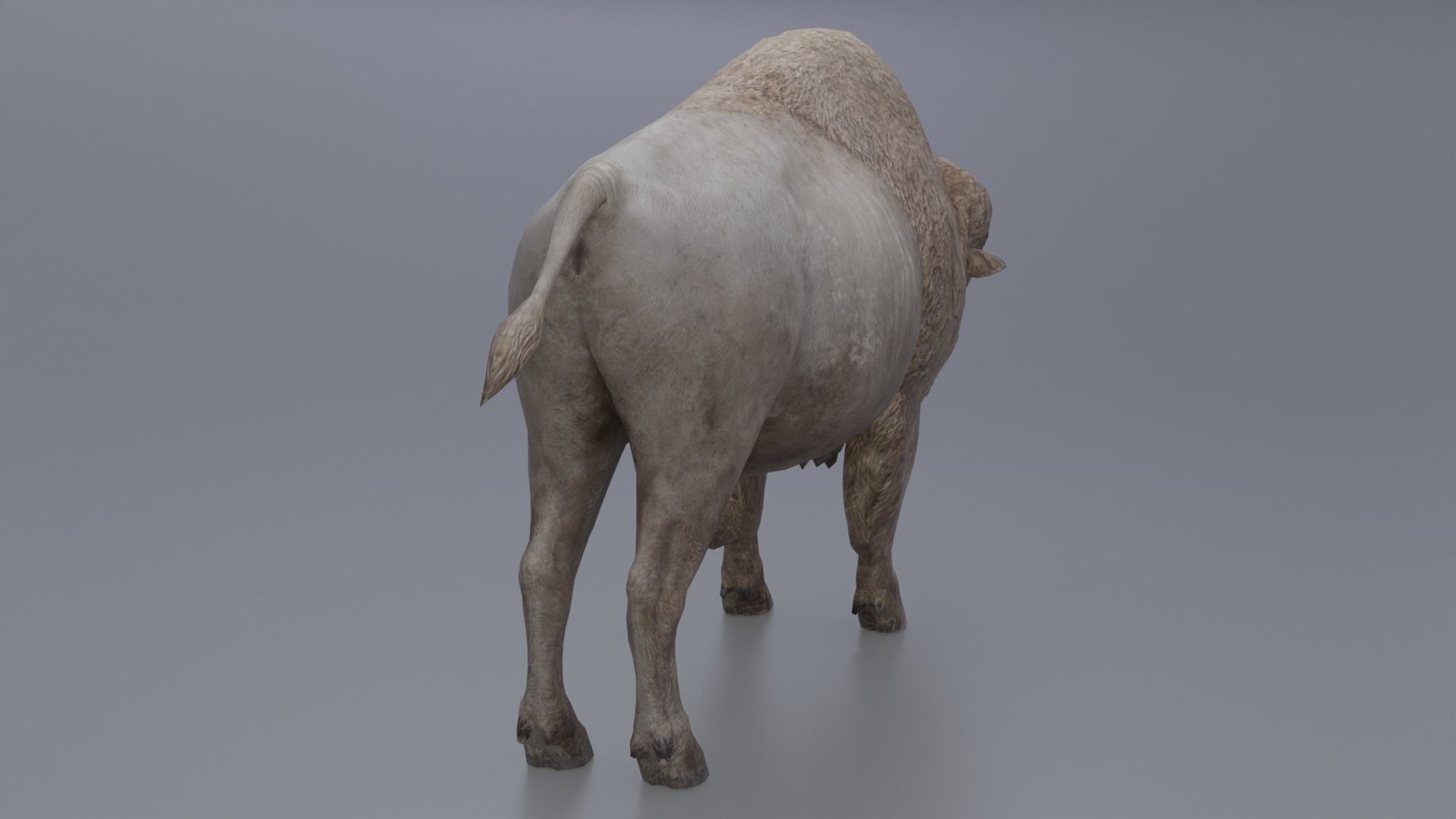 Bison Low-poly 3D model_3