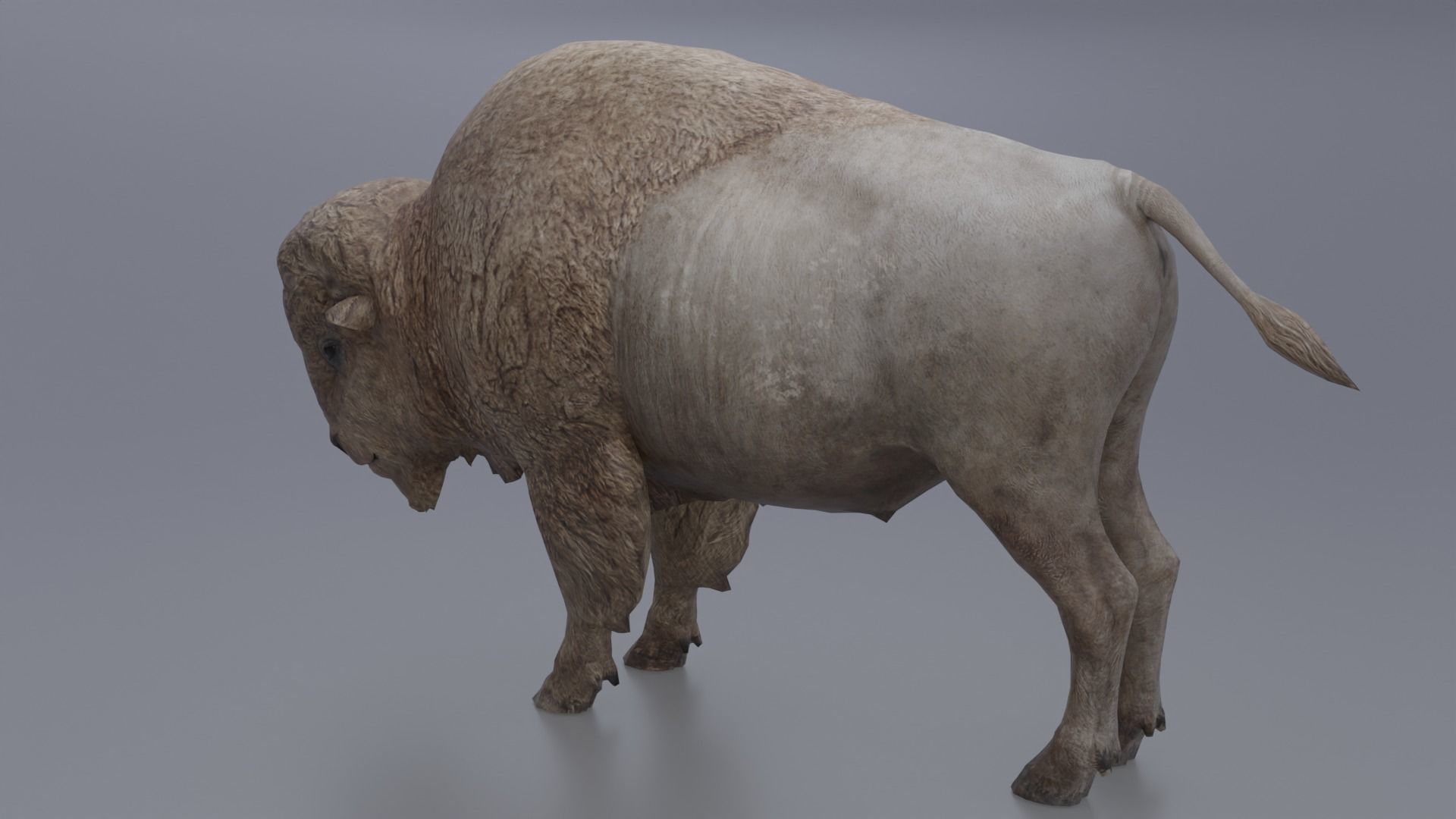 Bison Low-poly 3D model_4