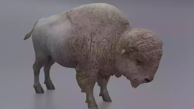 Bison Low-poly 3D model