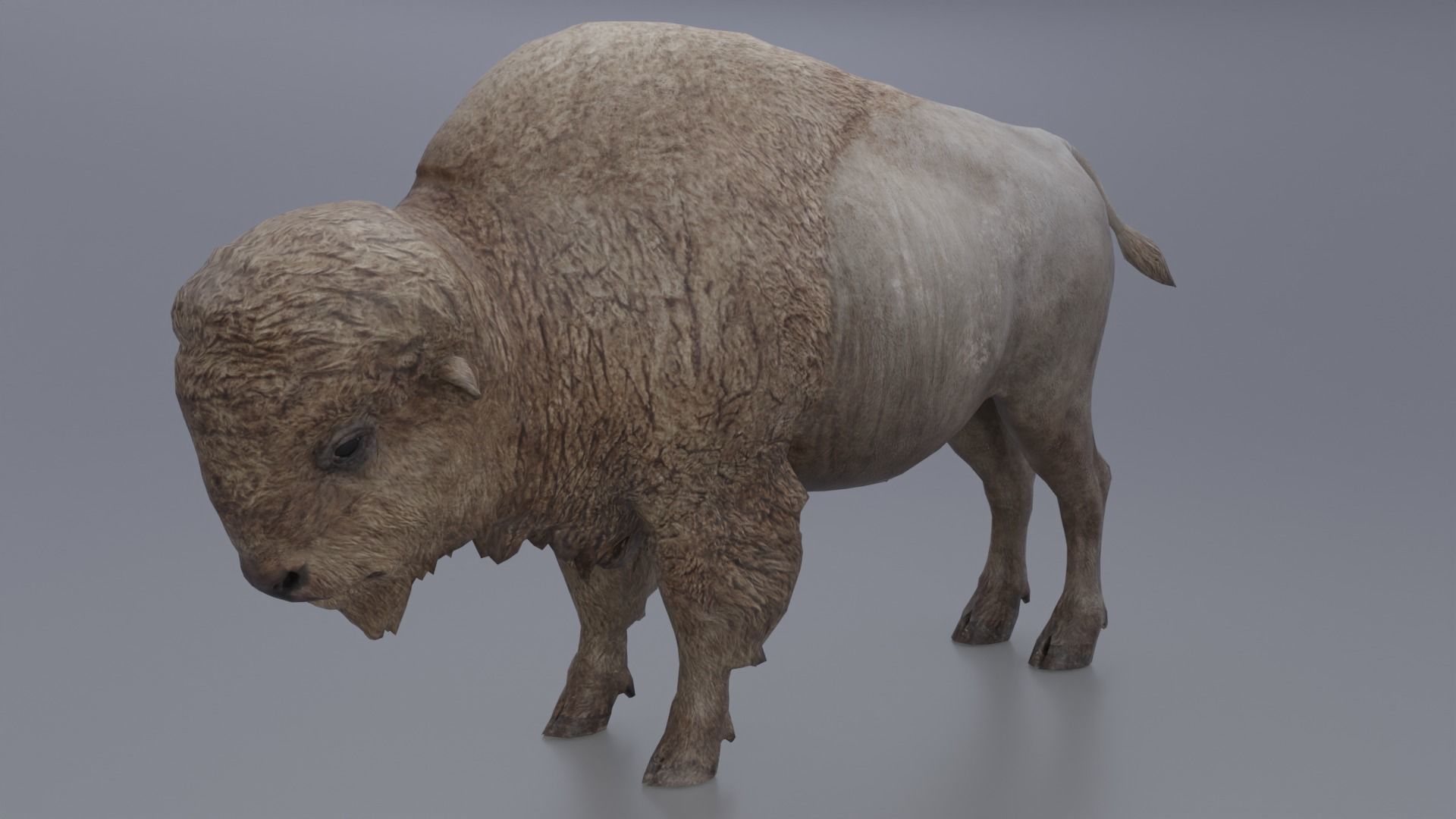 Bison Low-poly 3D model_1