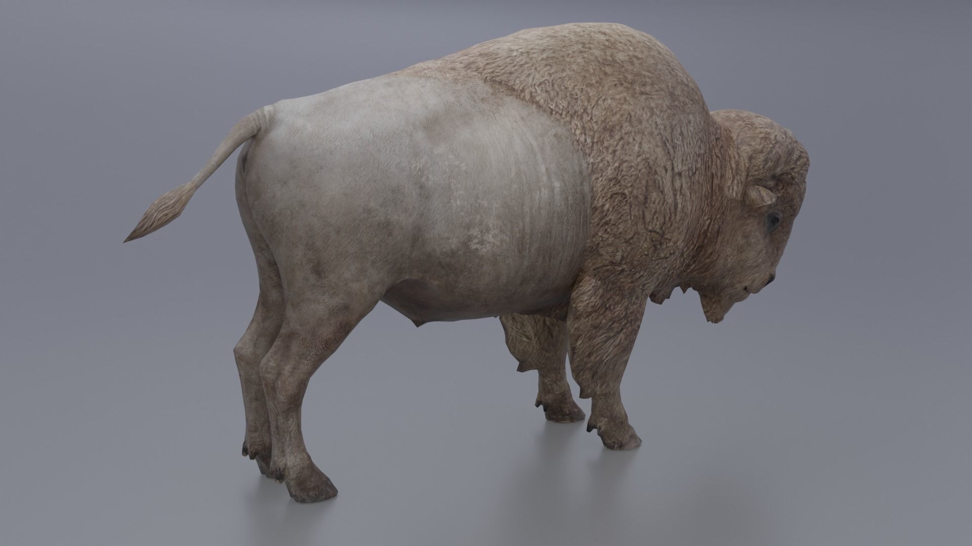 Bison Low-poly 3D model_2