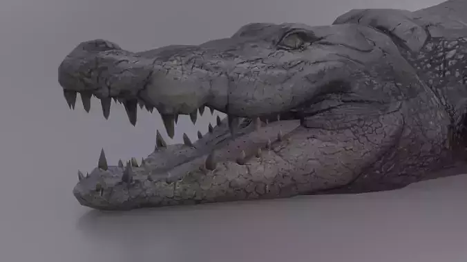 Crocodile