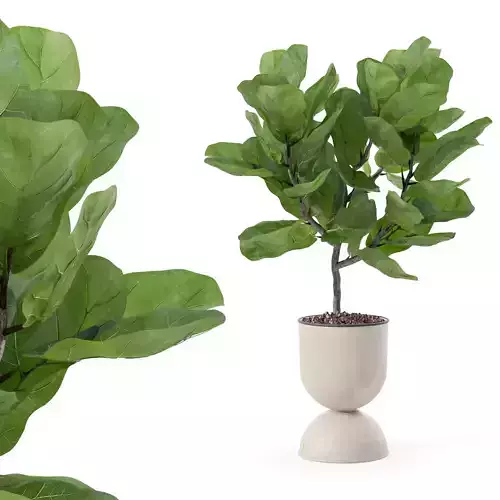 Ficus lyrata in modern flower pot