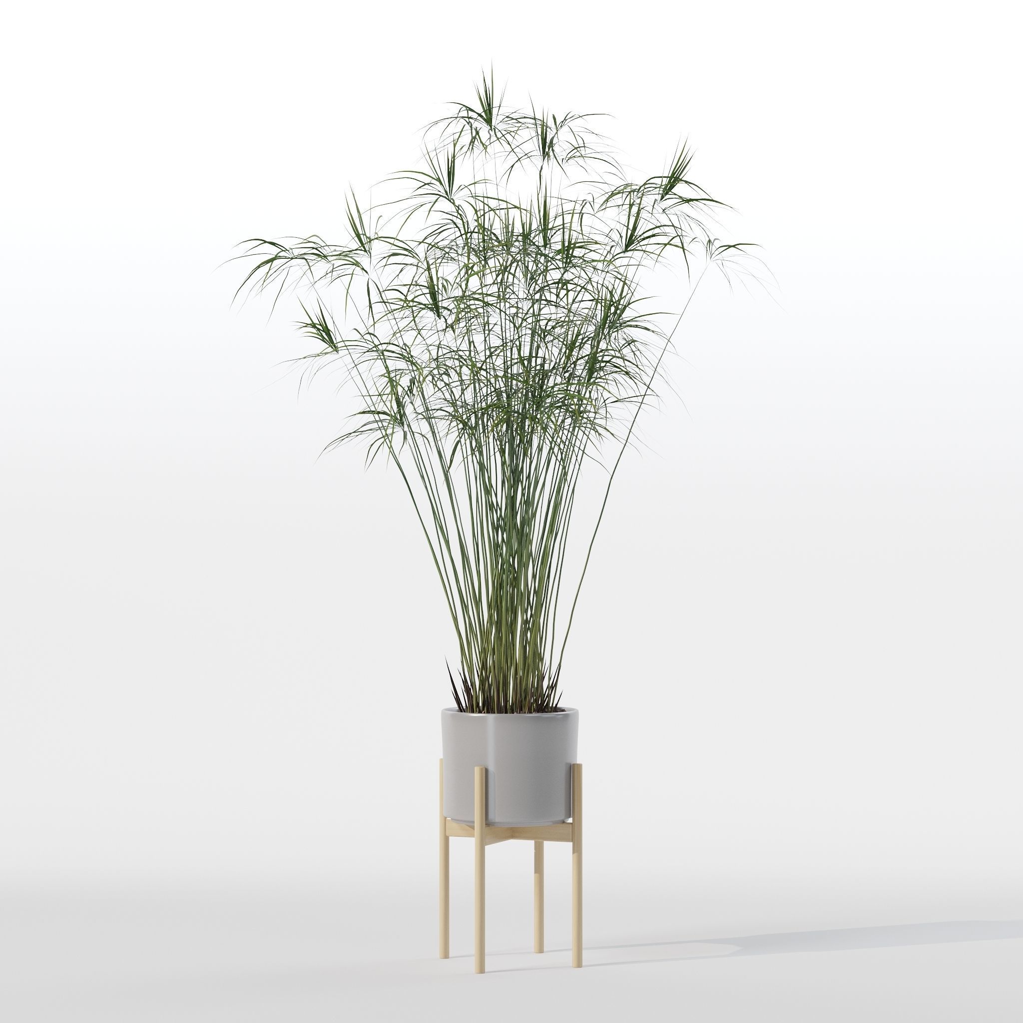 Cyperus papyrus in modern flower pot 3D model_16