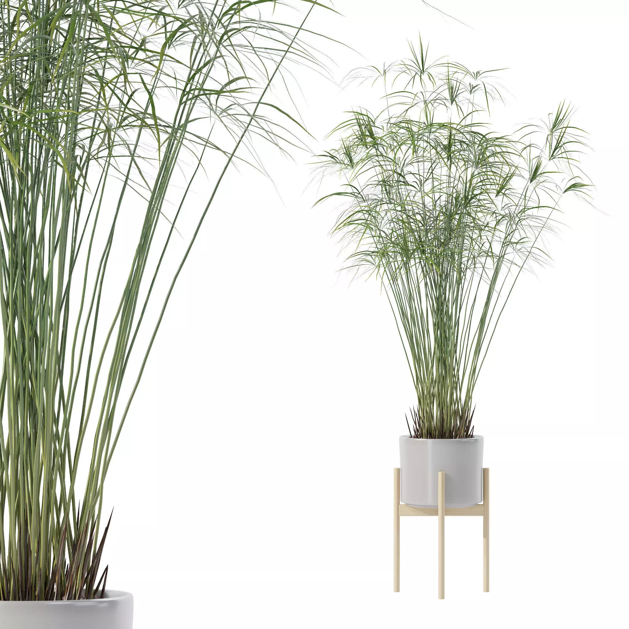 Cyperus papyrus in modern flower pot 3D model_0