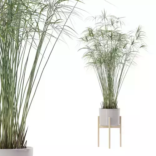Cyperus papyrus in modern flower pot
