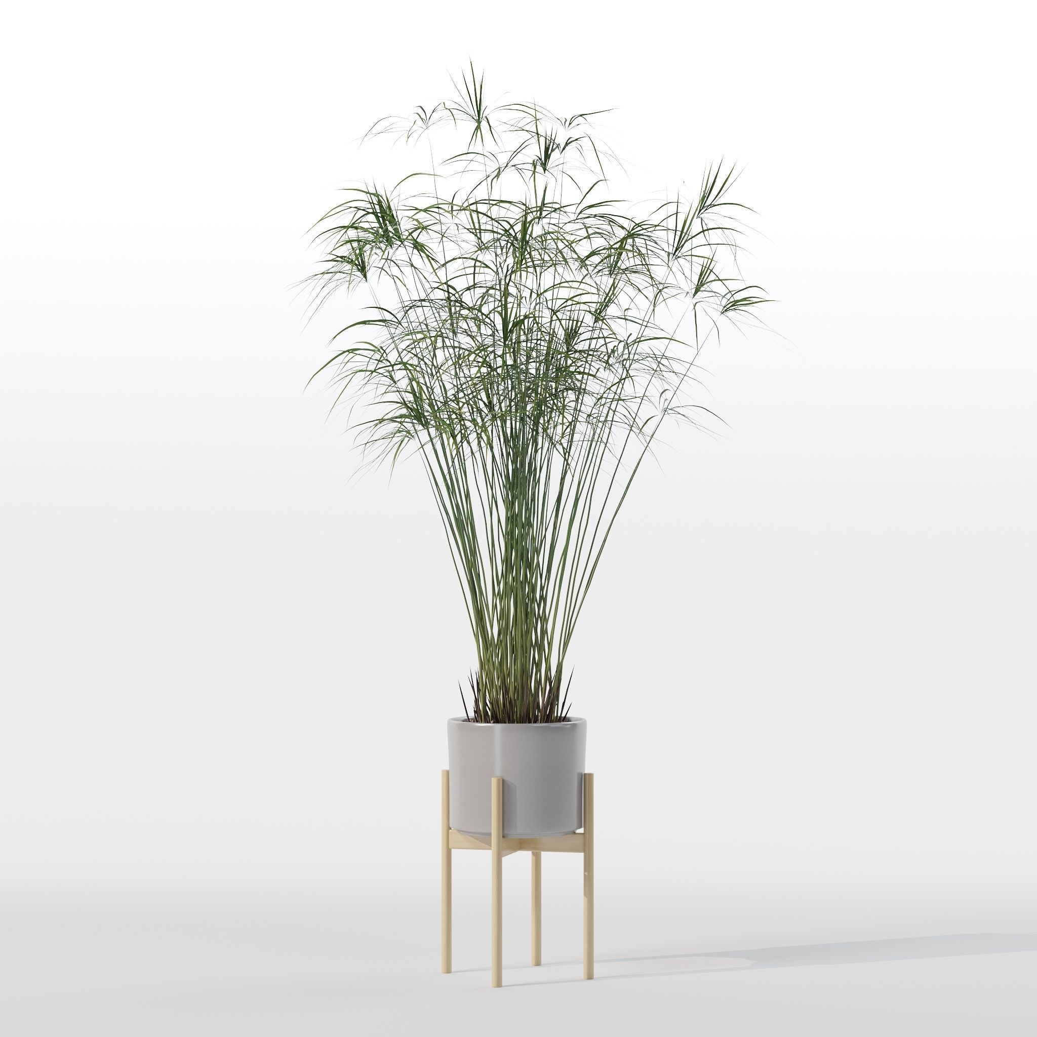 Cyperus papyrus in modern flower pot 3D model_10