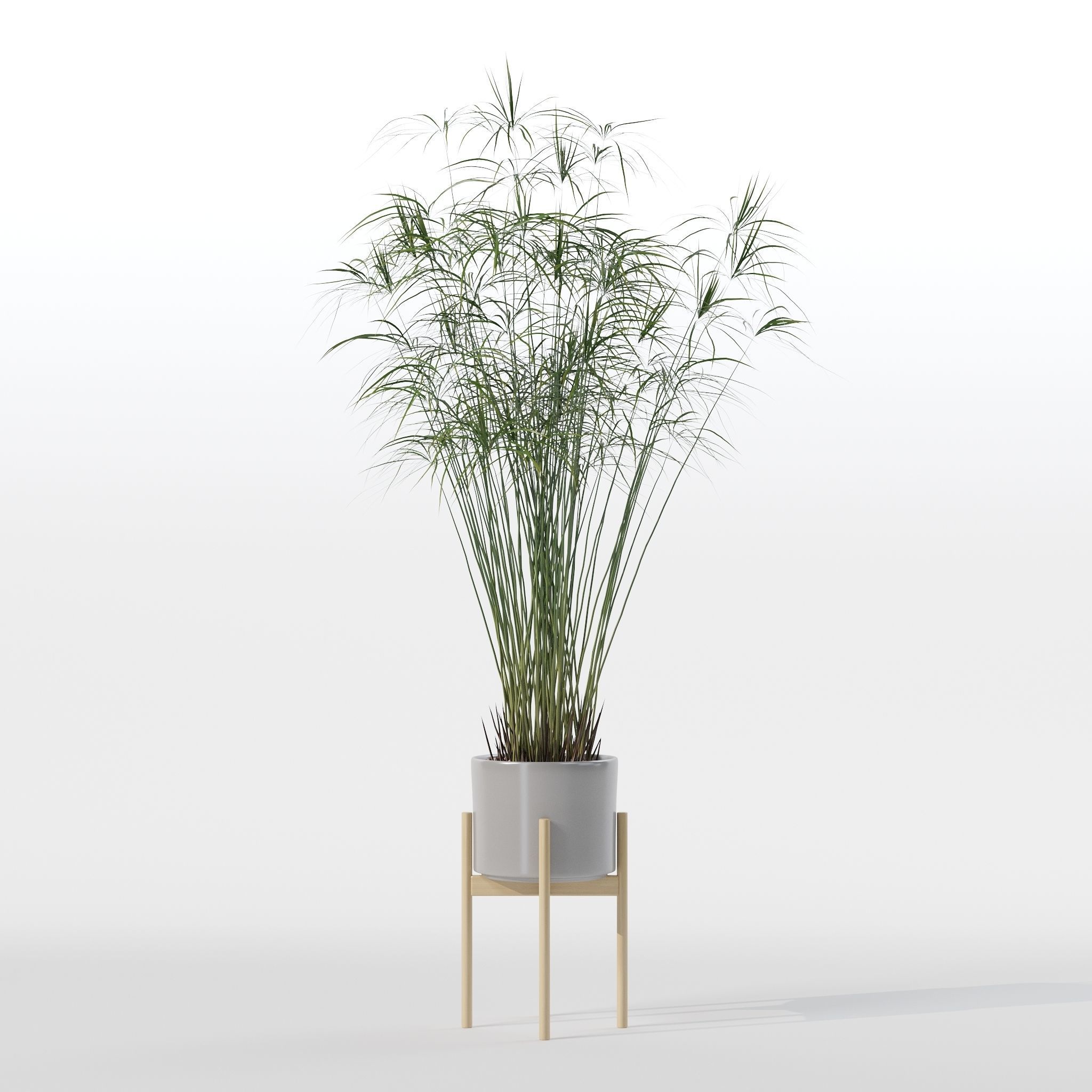 Cyperus papyrus in modern flower pot 3D model_32