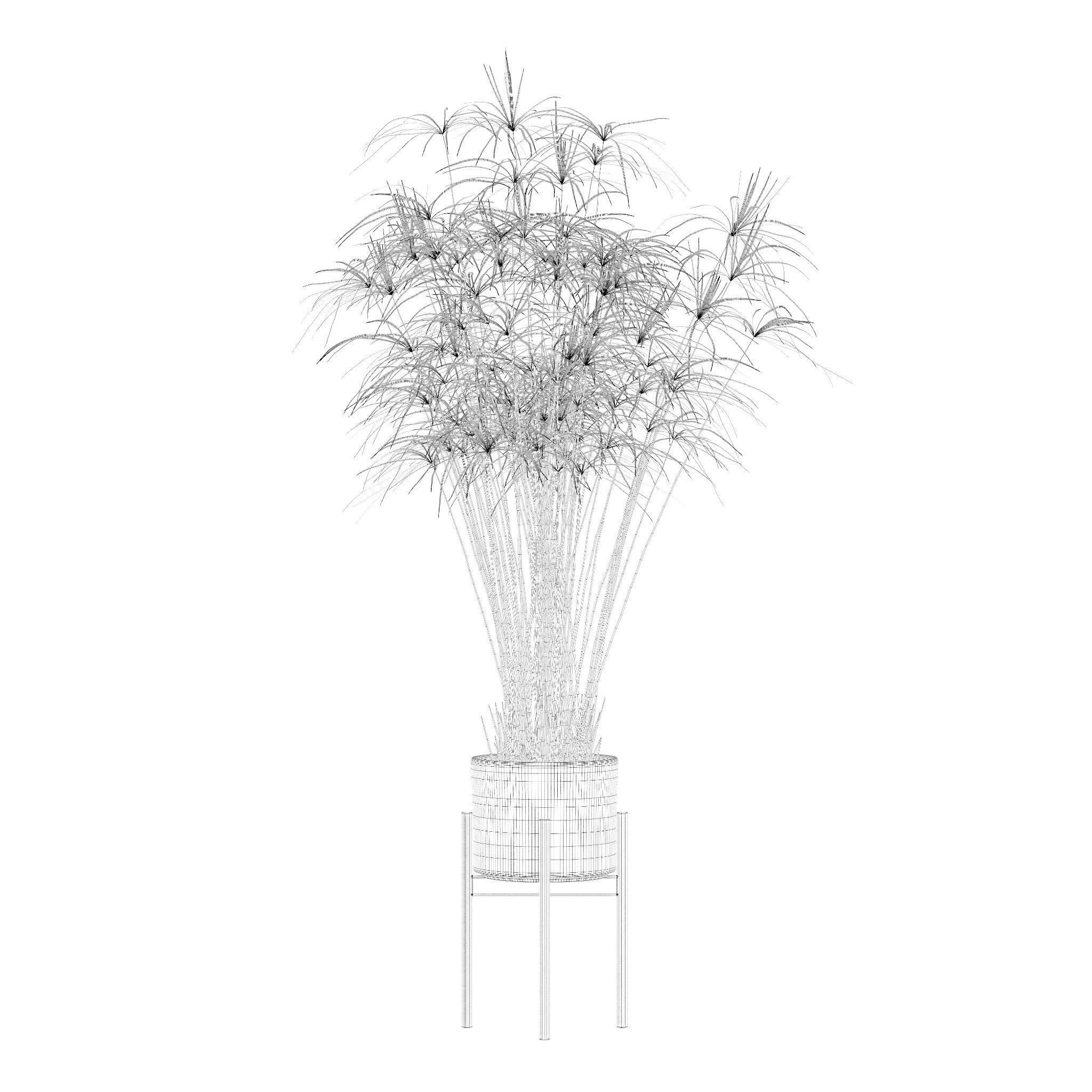 Cyperus papyrus in modern flower pot 3D model_1